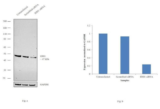 IDH1 Antibody in Western Blot (WB)