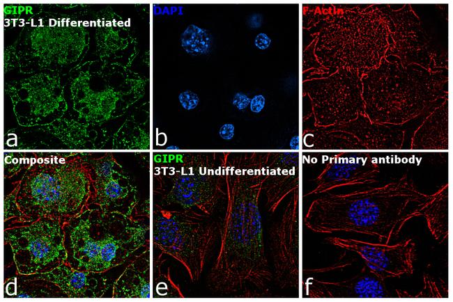 GIPR Antibody