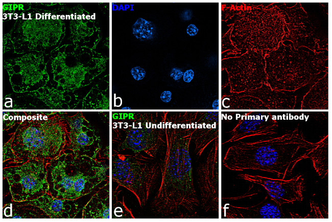 GIPR Antibody in Immunocytochemistry (ICC/IF)