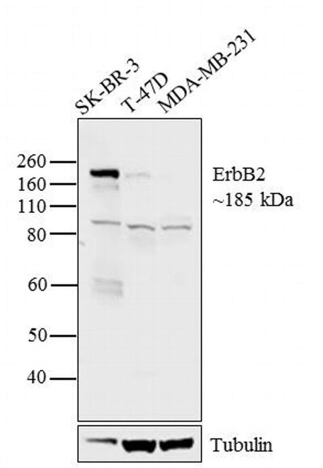 ErbB2 (HER-2) Antibody in Western Blot (WB)