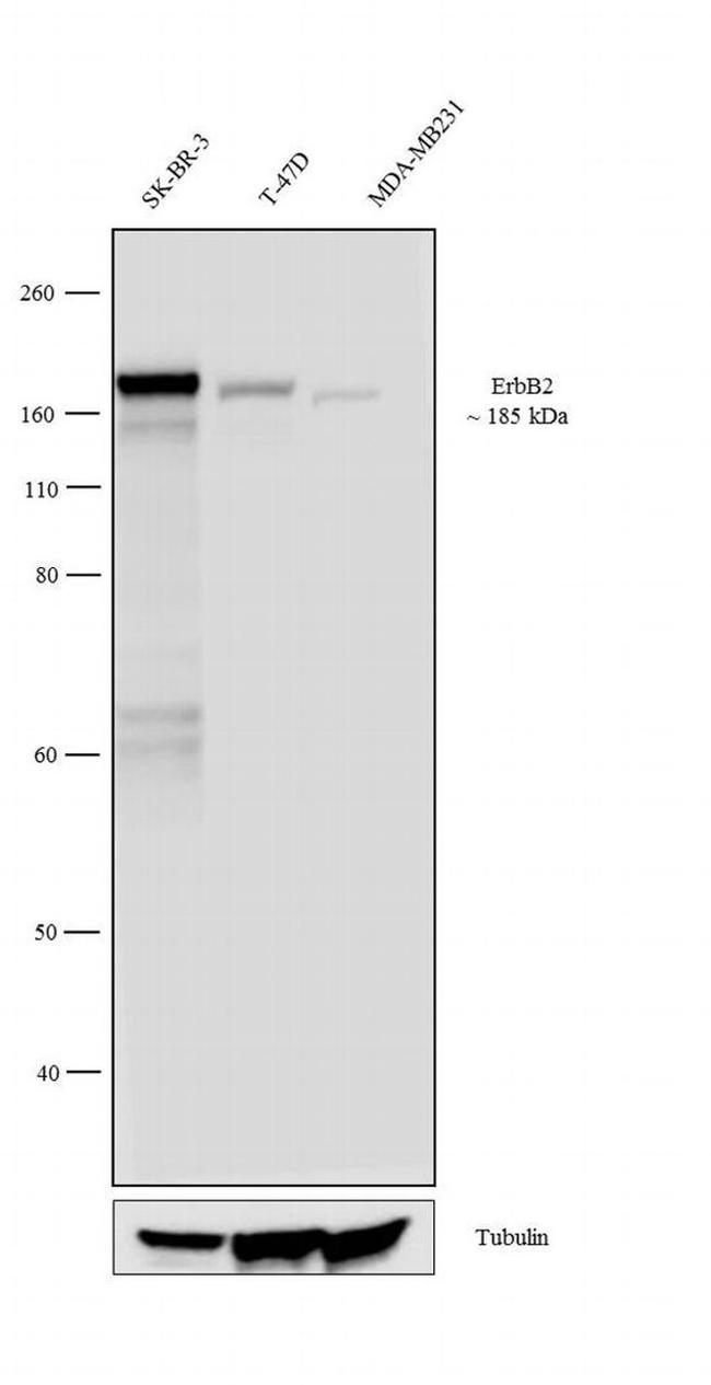 ErbB2 (HER-2) Antibody in Western Blot (WB)