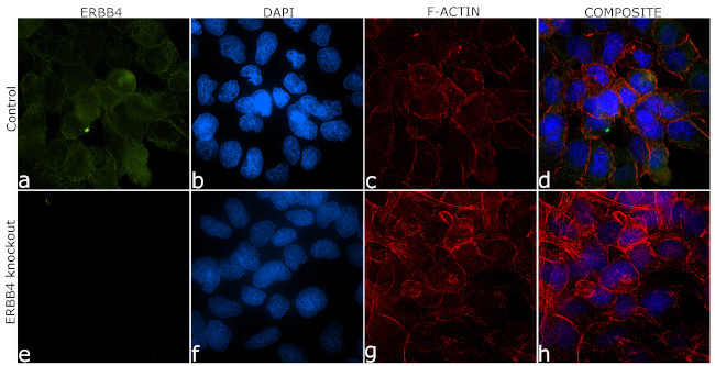 ErbB4 Antibody