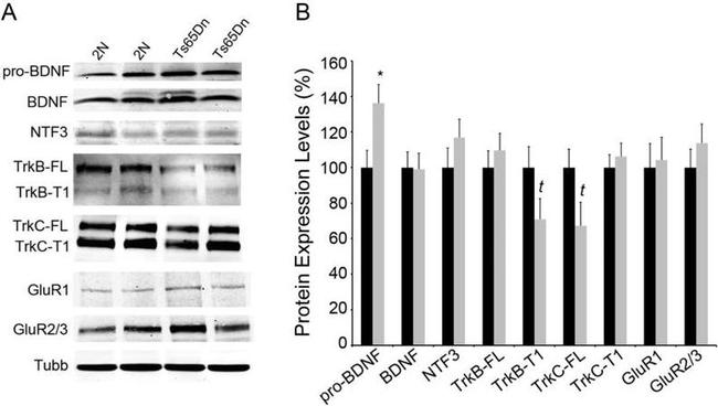 NTF3 Antibody in Western Blot (WB)