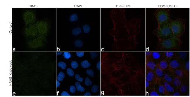 H-Ras Antibody