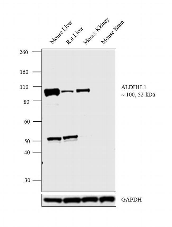 ALDH1L1 Antibody in Western Blot (WB)