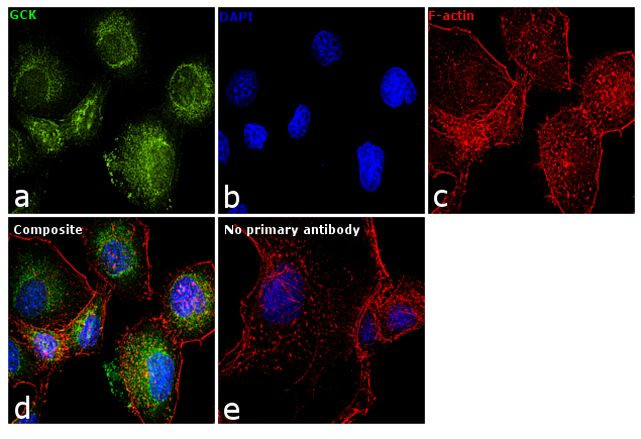 GCK Antibody in Immunocytochemistry (ICC/IF)