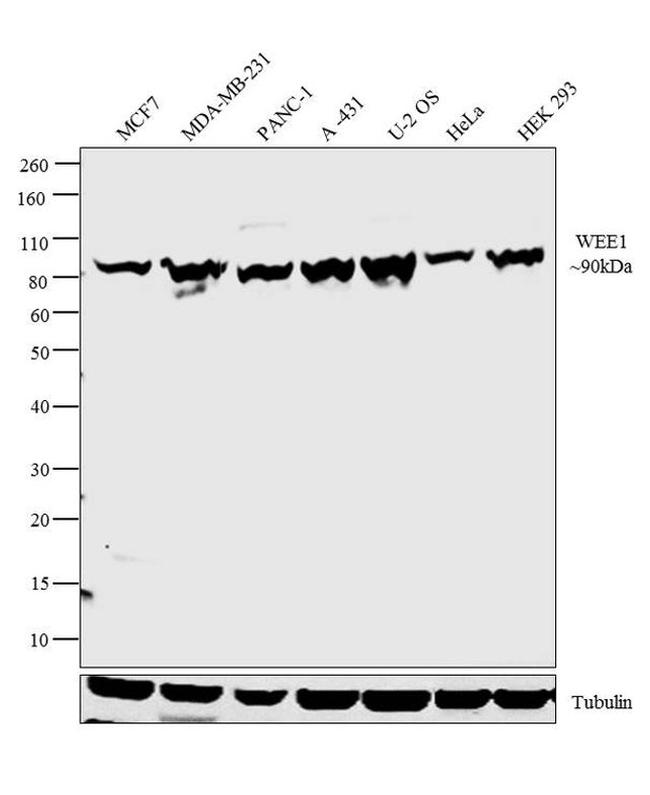 WEE1 Antibody in Western Blot (WB)