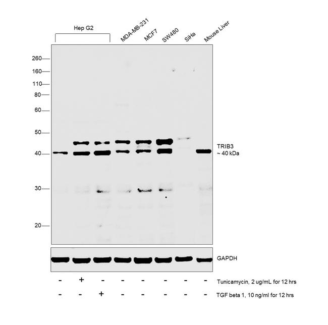 TRIB3 Antibody in Western Blot (WB)