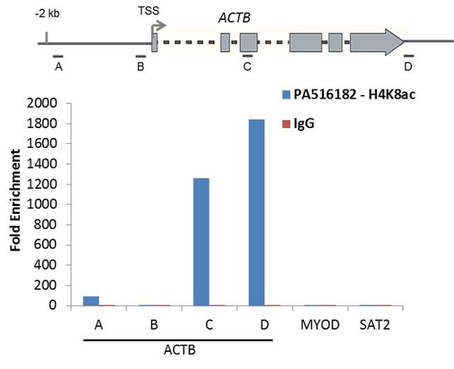 H4K8ac Antibody