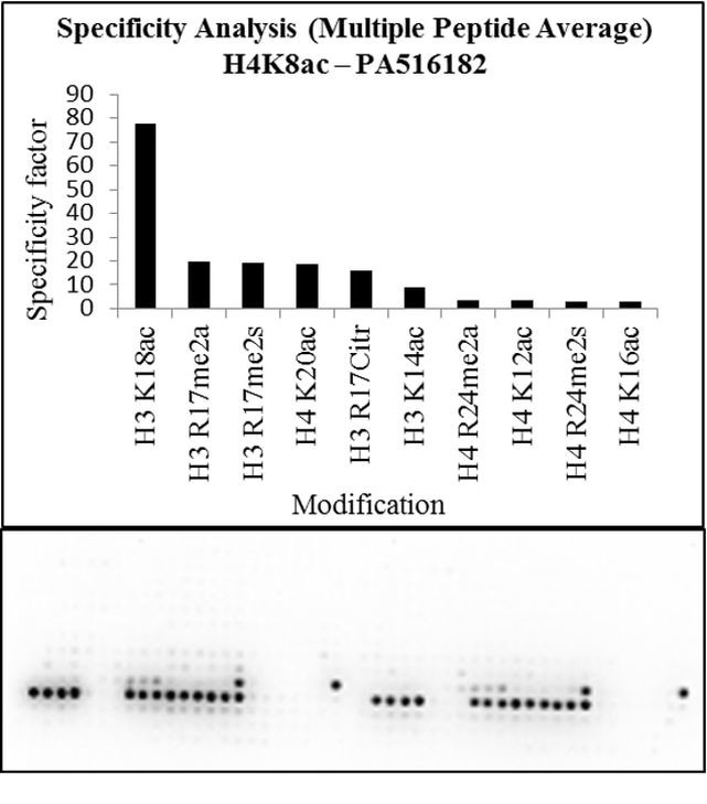 H4K8ac Antibody