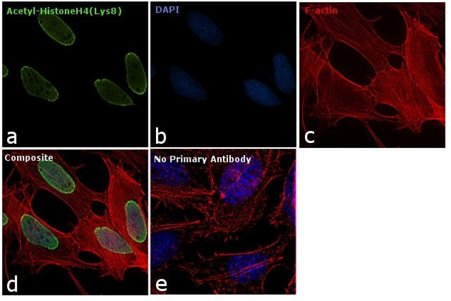 H4K8ac Antibody in Immunocytochemistry (ICC/IF)