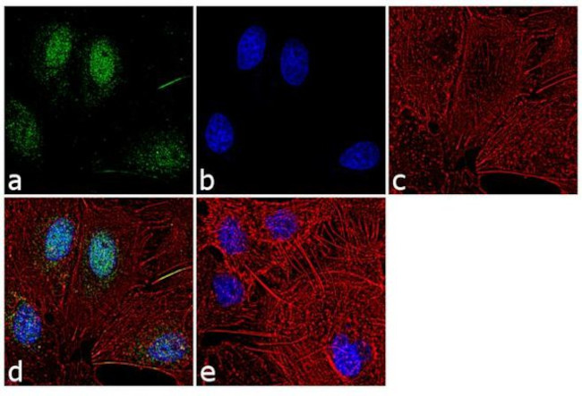 Histone H3 Antibody in Immunocytochemistry (ICC/IF)