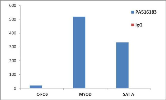 Histone H3 Antibody in ChIP Assay (ChIP)