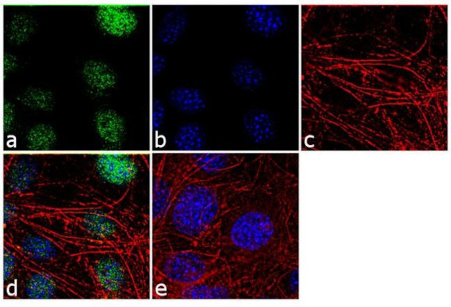 Histone H3 Antibody in Immunocytochemistry (ICC/IF)