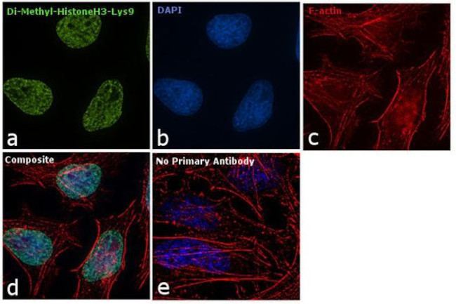 H3K9me2 Antibody in Immunocytochemistry (ICC/IF)