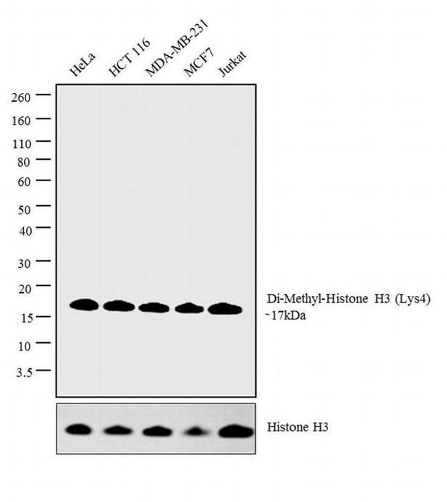 H3K9me2 Antibody in Western Blot (WB)