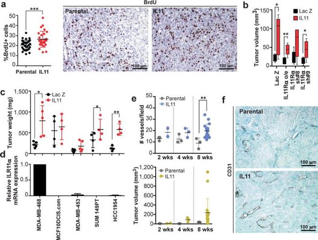 CD31 Antibody in Immunohistochemistry (Paraffin) (IHC (P))