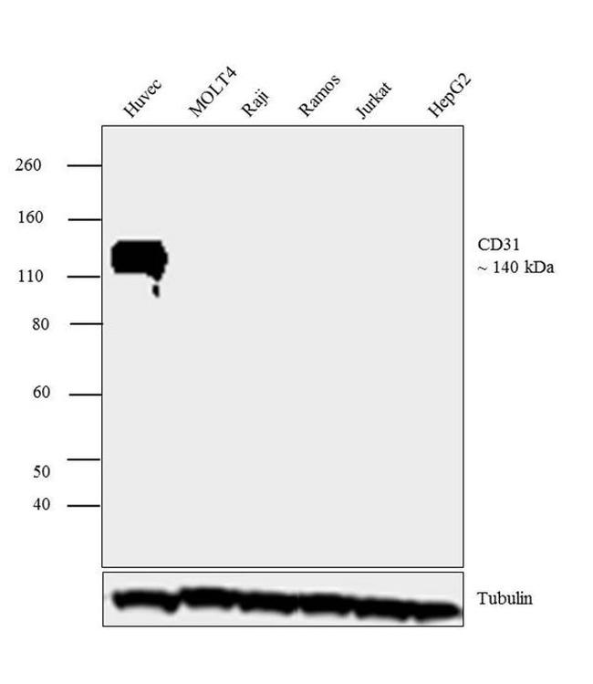 CD31 Antibody in Western Blot (WB)