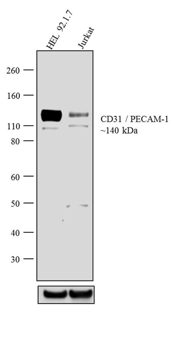 CD31 Antibody in Western Blot (WB)