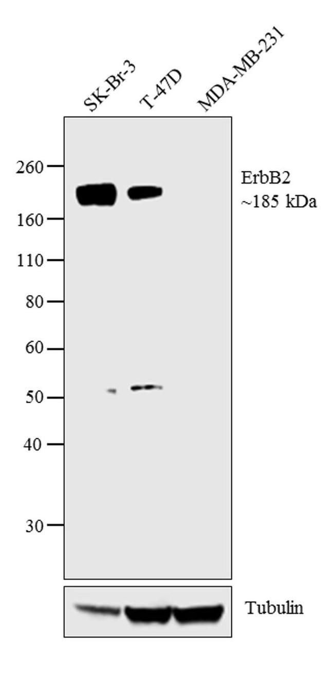 ErbB2 (HER-2) Antibody in Western Blot (WB)