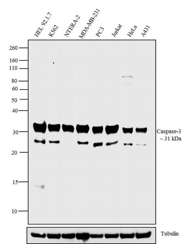 Caspase 3 Antibody in Western Blot (WB)