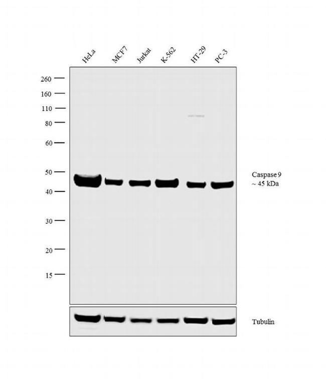 Caspase 9 Antibody in Western Blot (WB)