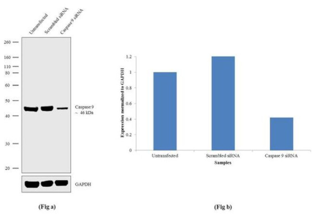 Caspase 9 Antibody