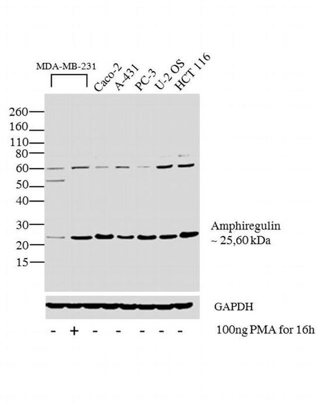 Amphiregulin Antibody in Western Blot (WB)