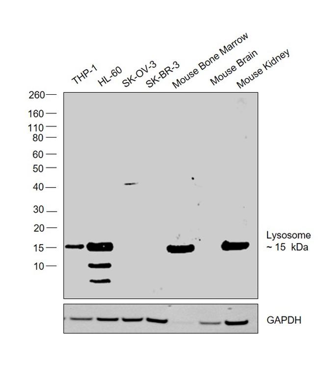 Lysozyme Antibody in Western Blot (WB)