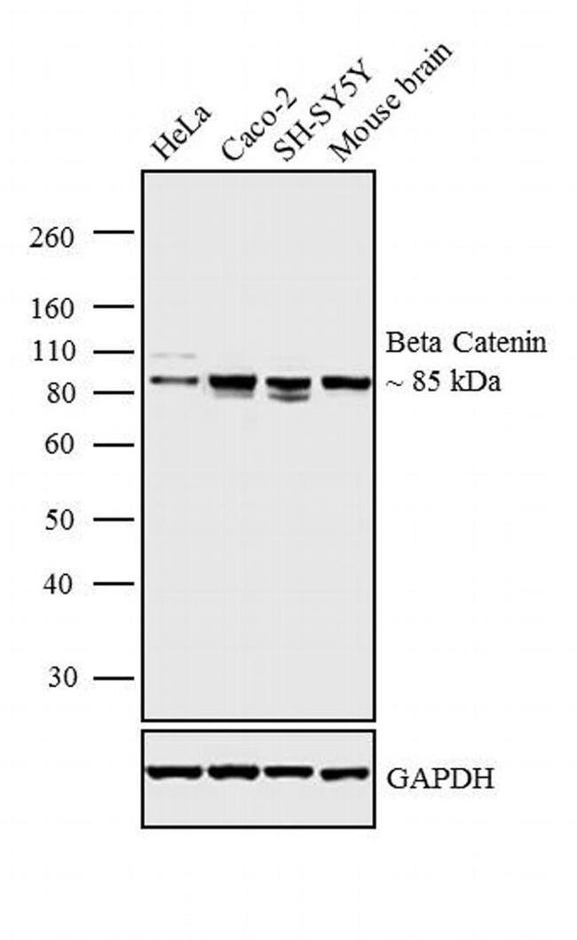 beta Catenin Antibody in Western Blot (WB)