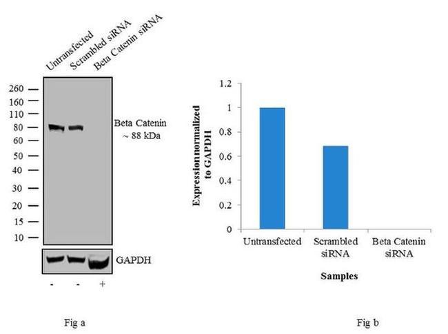 beta Catenin Antibody in Western Blot (WB)