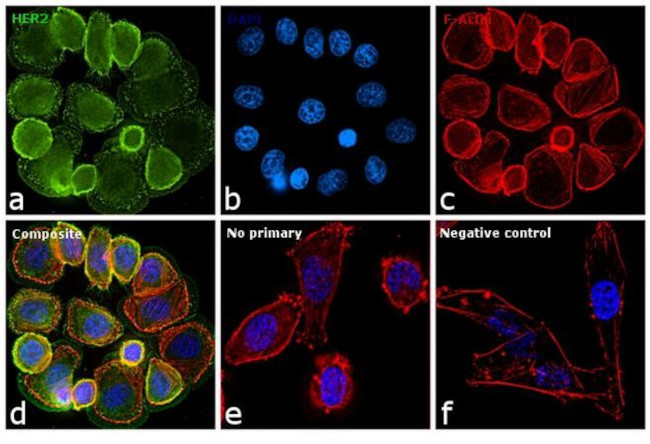 ErbB2 (HER-2) Antibody in Immunocytochemistry (ICC/IF)