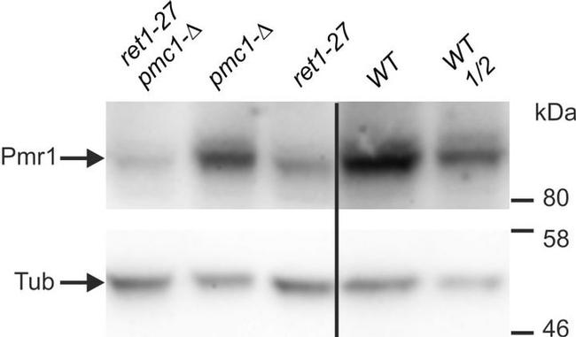 beta Tubulin Antibody in Western Blot (WB)