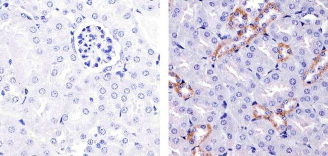 eNOS Antibody in Immunohistochemistry (Paraffin) (IHC (P))