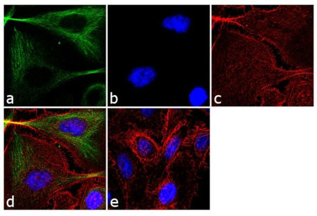 alpha Tubulin Antibody in Immunocytochemistry (ICC/IF)