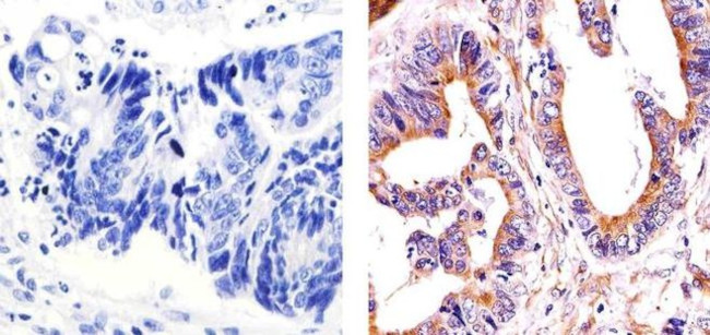 alpha Tubulin Antibody in Immunohistochemistry (Paraffin) (IHC (P))