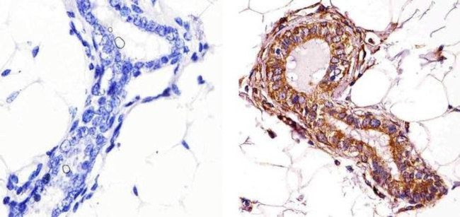 alpha Tubulin Antibody in Immunohistochemistry (Paraffin) (IHC (P))