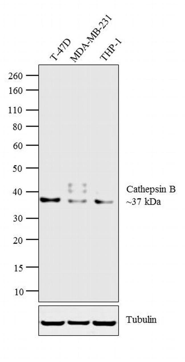 Cathepsin B Antibody in Western Blot (WB)