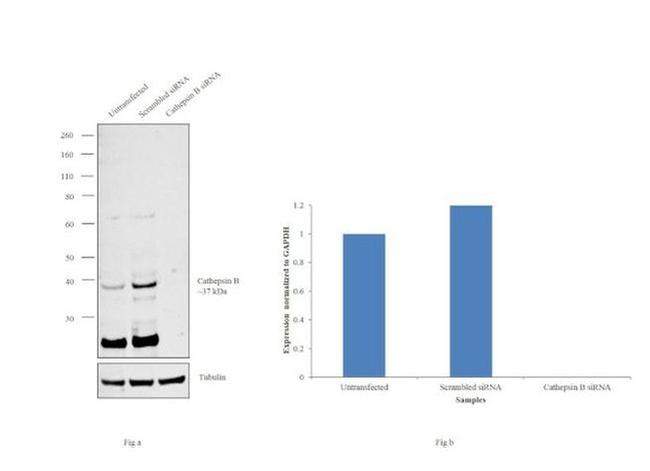 Cathepsin B Antibody in Western Blot (WB)