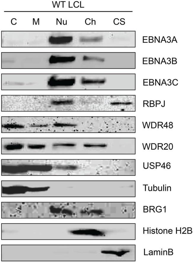 BRG1 Antibody in Western Blot (WB)