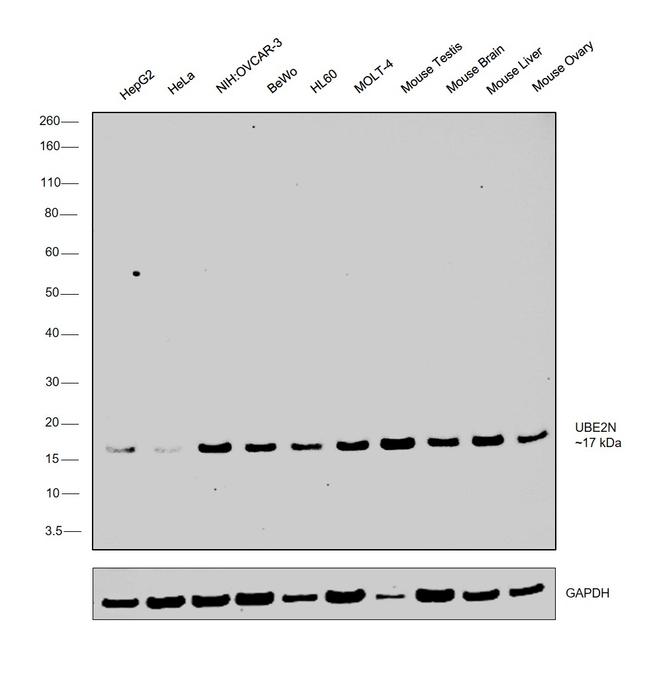 UBC13 Antibody in Western Blot (WB)