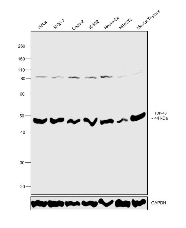 TDP-43 Antibody in Western Blot (WB)