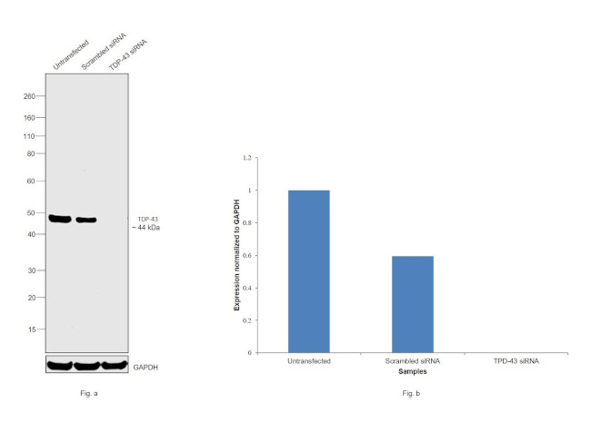 TDP-43 Antibody