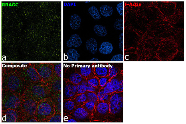 RRAGC Antibody in Immunocytochemistry (ICC/IF)