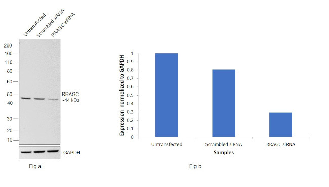 RRAGC Antibody