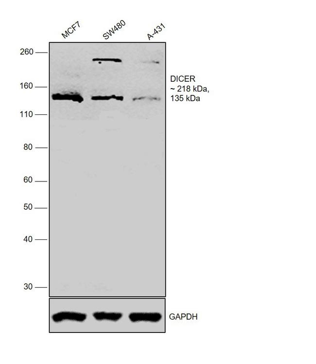 Dicer Antibody in Western Blot (WB)