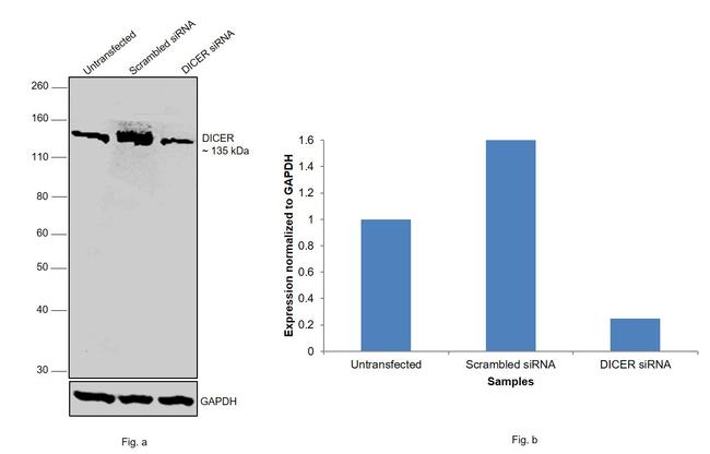 Dicer Antibody in Western Blot (WB)