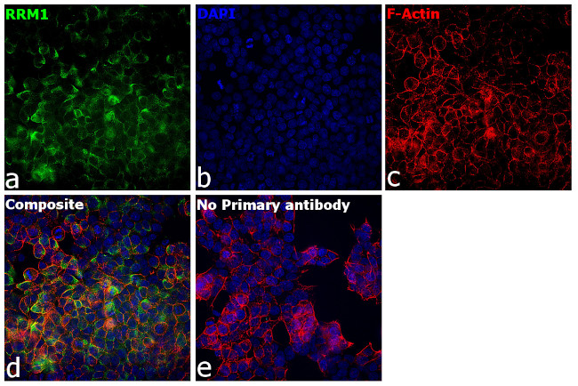 RRM1 Antibody in Immunocytochemistry (ICC/IF)