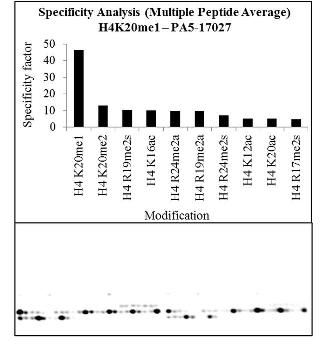 H4K20me1 Antibody