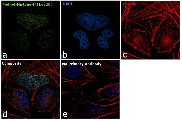 H4K20me1 Antibody in Immunocytochemistry (ICC/IF)